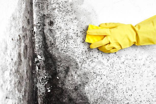 Best Airborne Mold Testing  in Mukilteo, WA