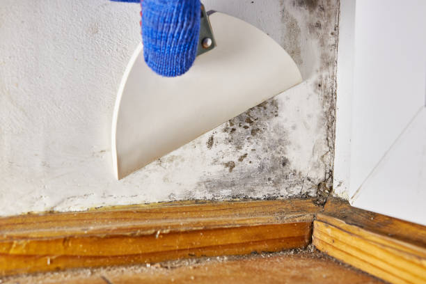 Best Mold Removal for HVAC Installations  in Mukilteo, WA
